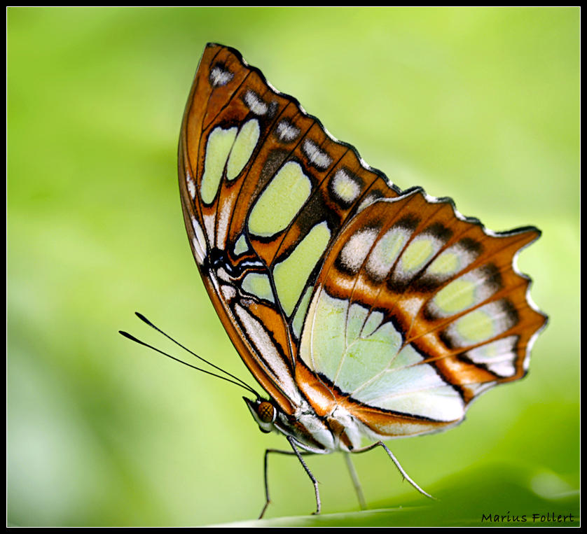 Amazing Examples of Insects Photography