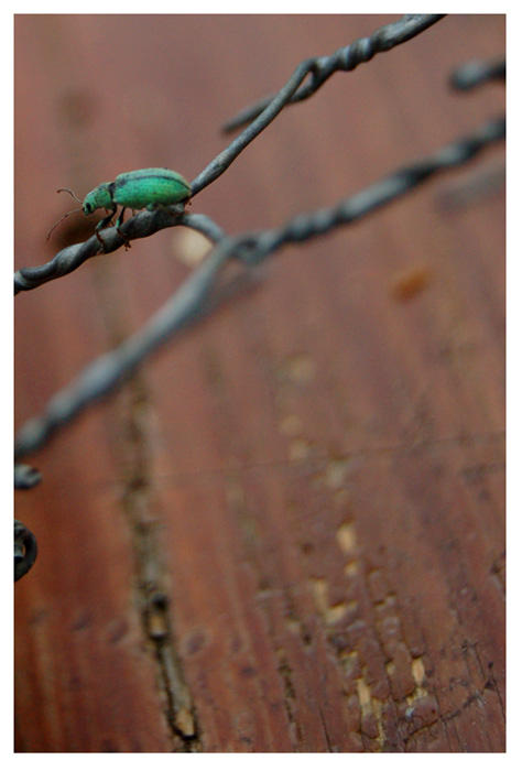 Patina bug by ~Murklins on deviantART