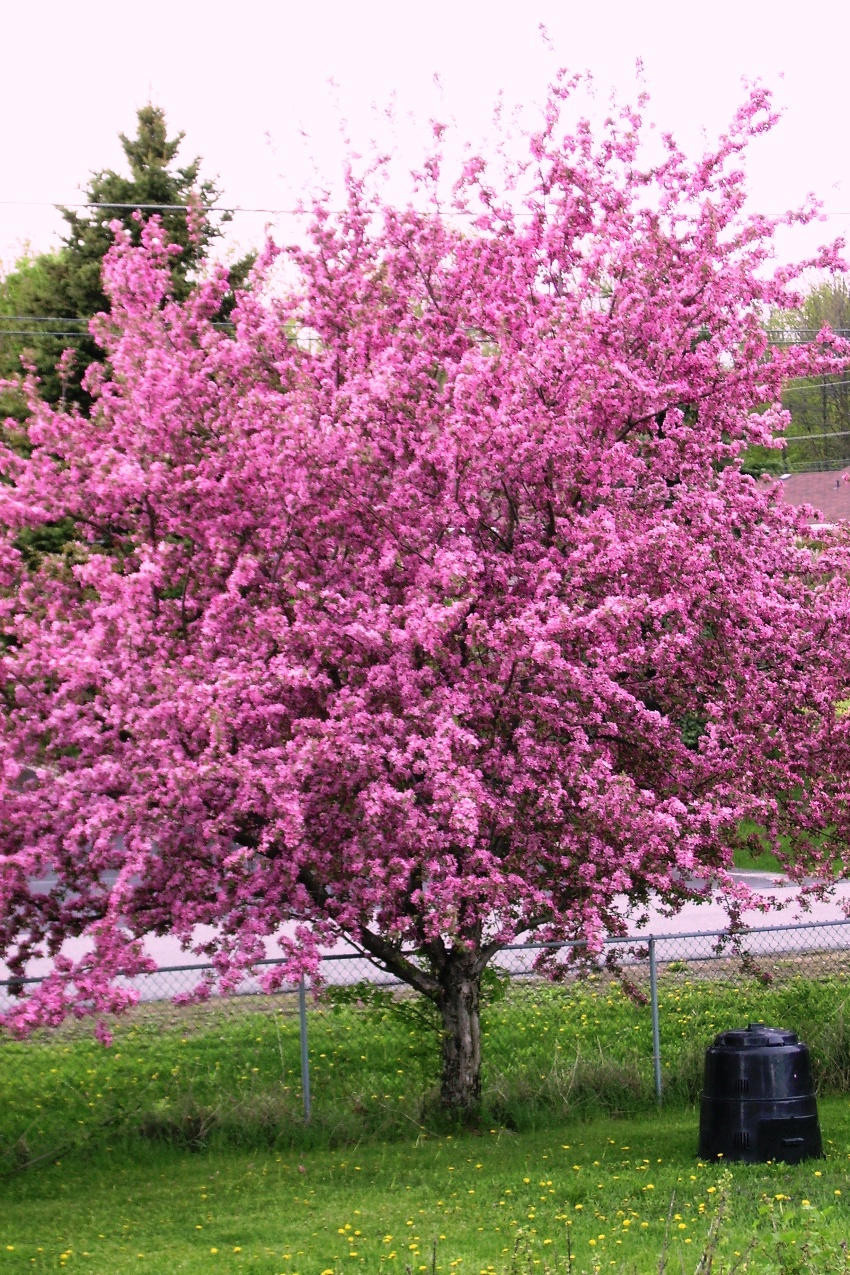 crabapple tree bloom trees flowering deviantart when spring choose board garden 2006