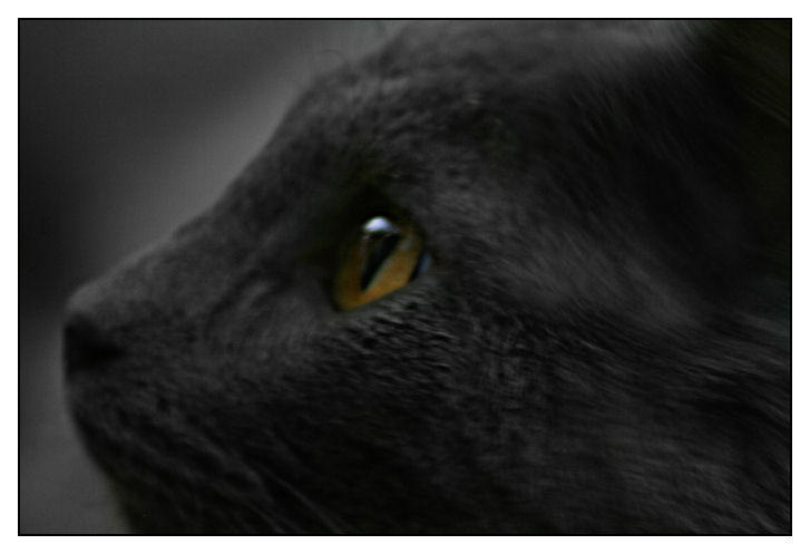 http://fc08.deviantart.net/fs11/i/2006/234/0/5/Gray_Cat_I_by_SuperDoe.jpg