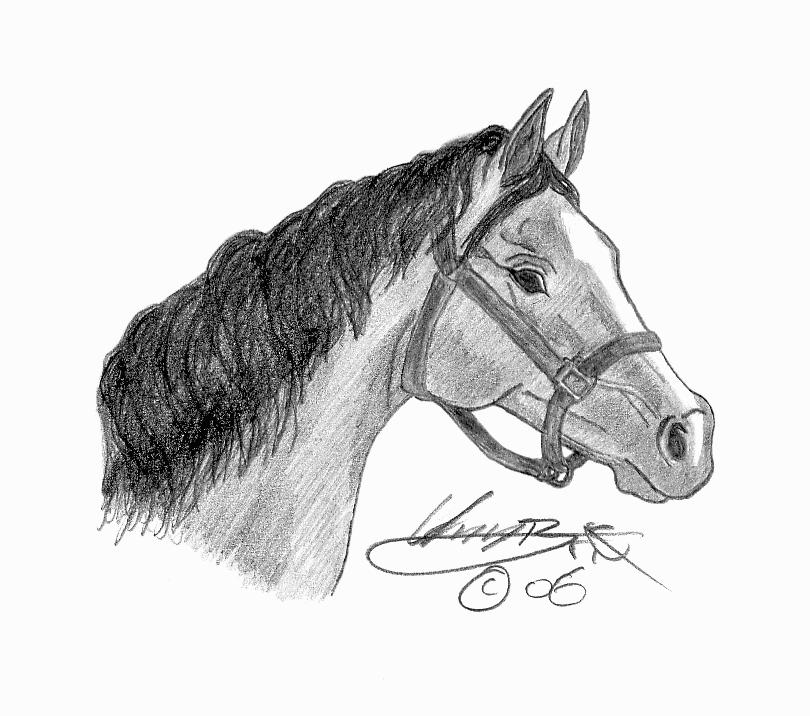 Arabian horse head by ziba on deviantART