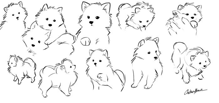 Pomeranian__Concept_Sketches_by_spiritwolf77.jpg