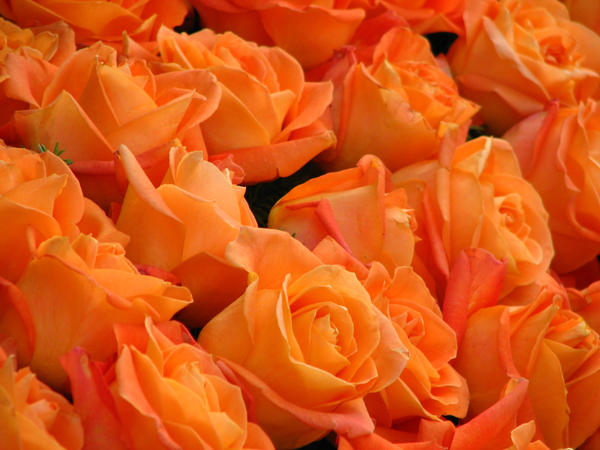 orange roses by melloncolliebaby on DeviantArt