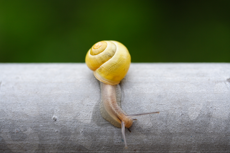 Little yellow snail by sportytomm