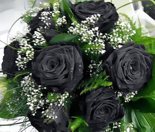 roses_black_by_moon_