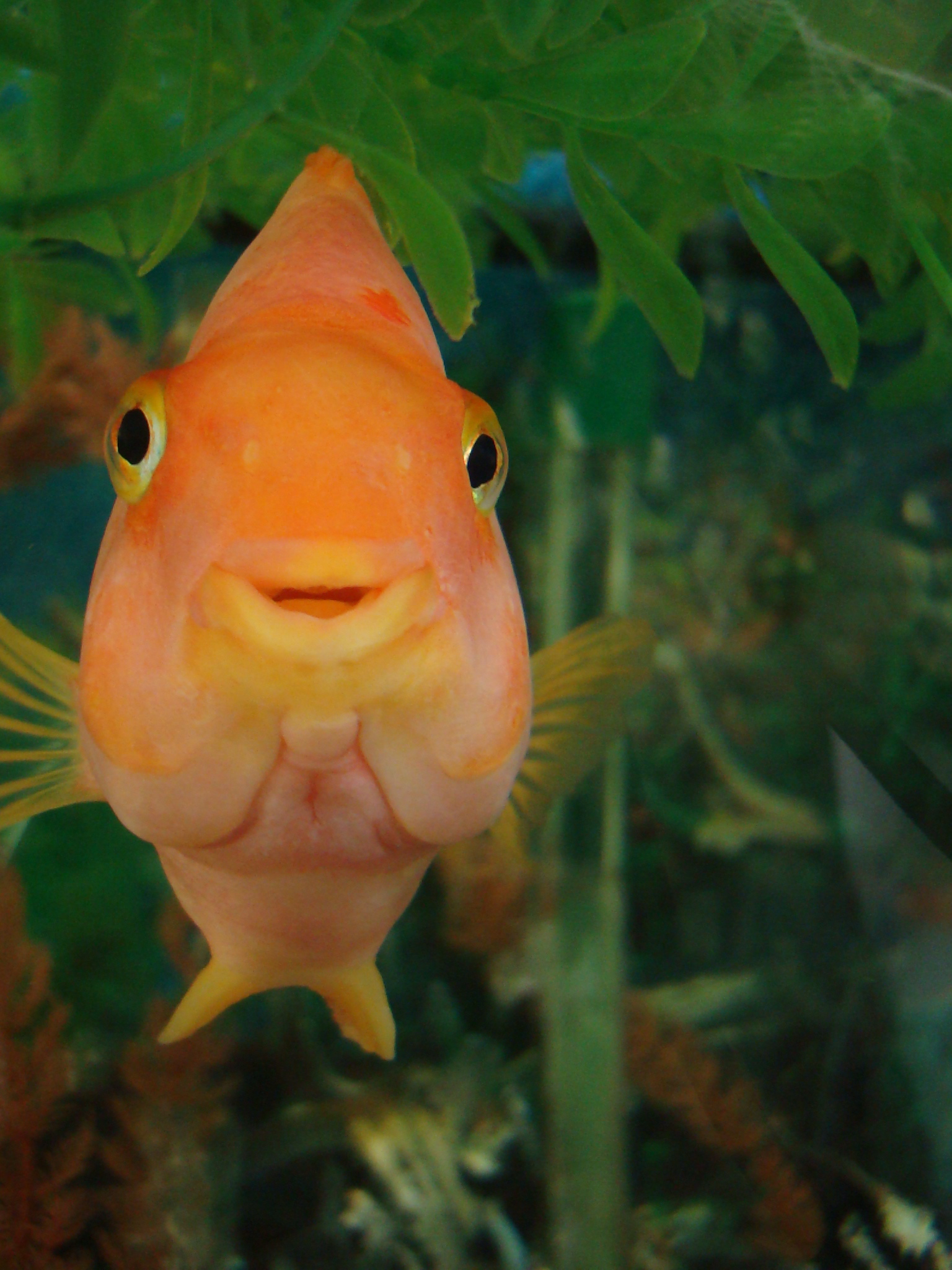 [Image: Smiling_Fish_by_sunriseskies.jpg]