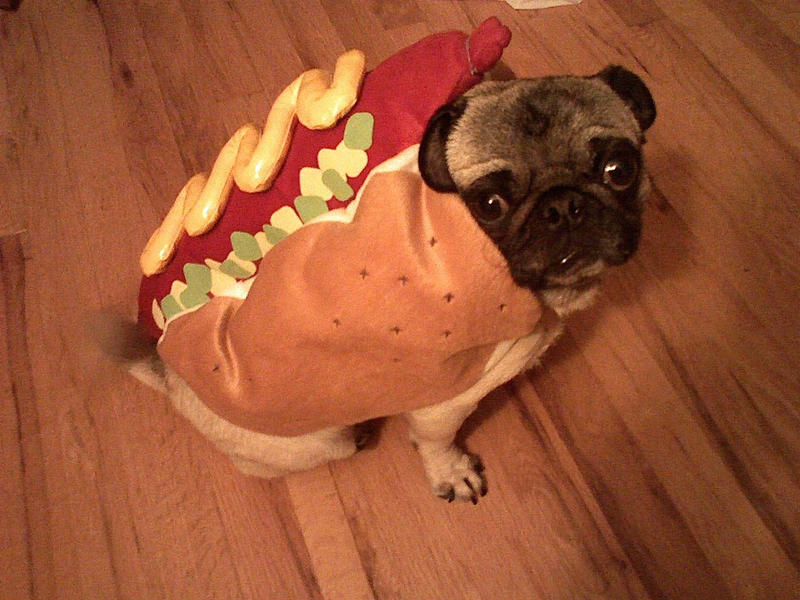 hotdog pug by check-out