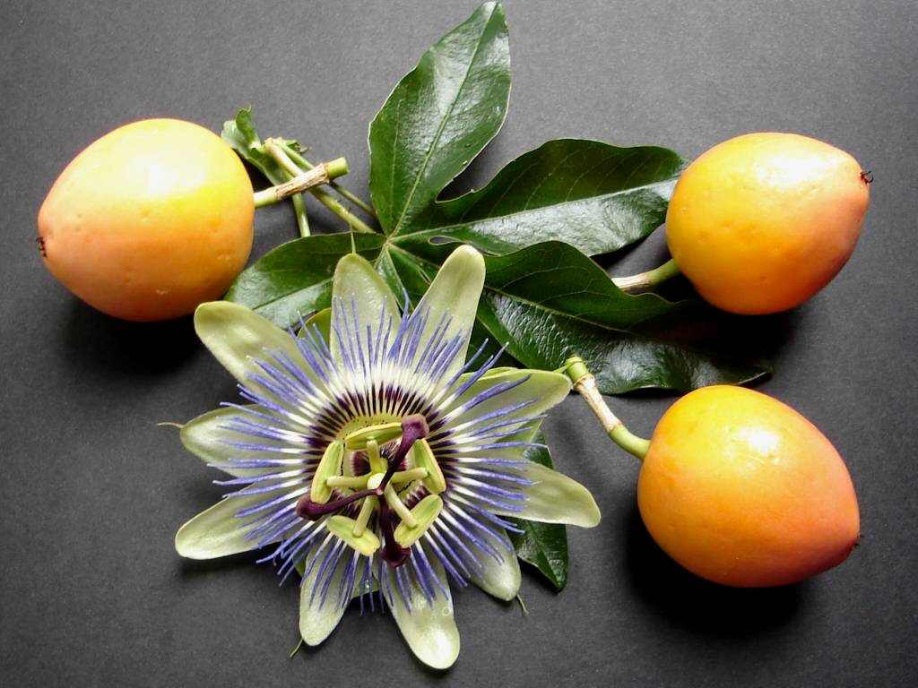 Passion Flower and Fruit by Thelma1