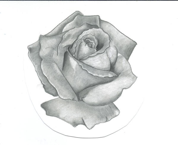 Black and grey rose by syntheticsyn on deviantART