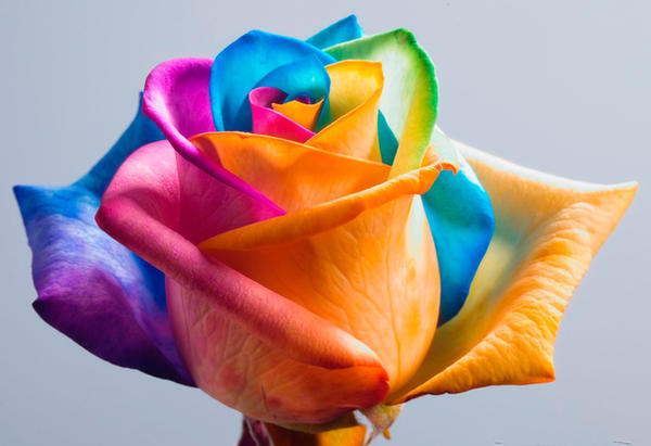 Happy_Roses_Rainbow_Rose_II_by_HappyRose