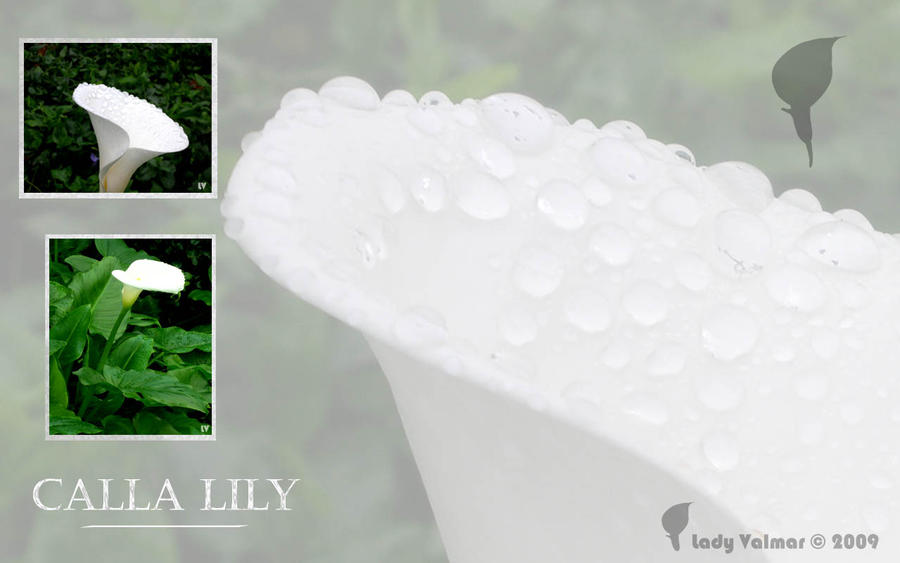 lily wallpaper. Calla Lily Wallpaper by