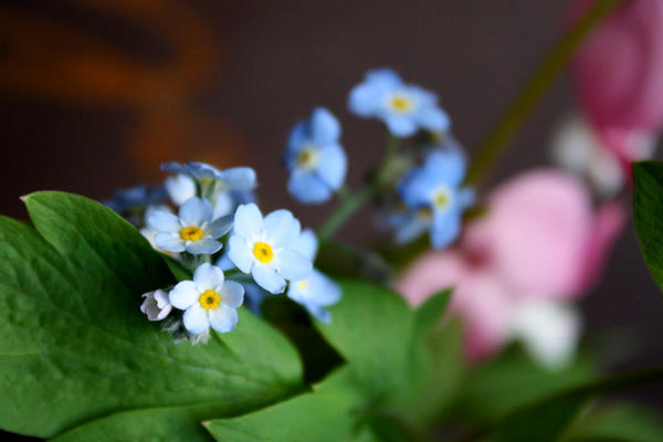 [Image: little_blue_flowers_by_iamatmyhouse.jpg]