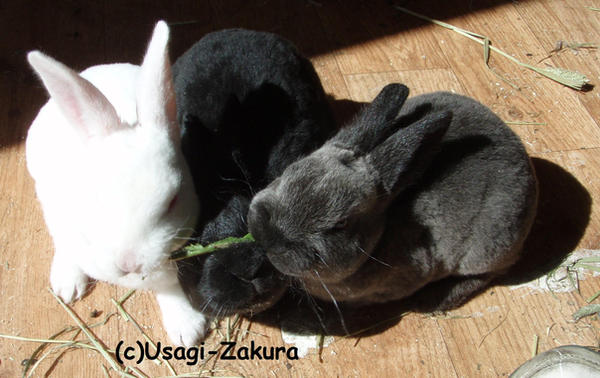 Three_bunnies_sharing_a_leaf_by_Usagi_Zakura.jpg