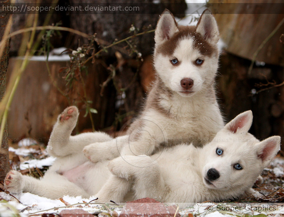 husky puppies pictures. Husky Puppies 3619 by