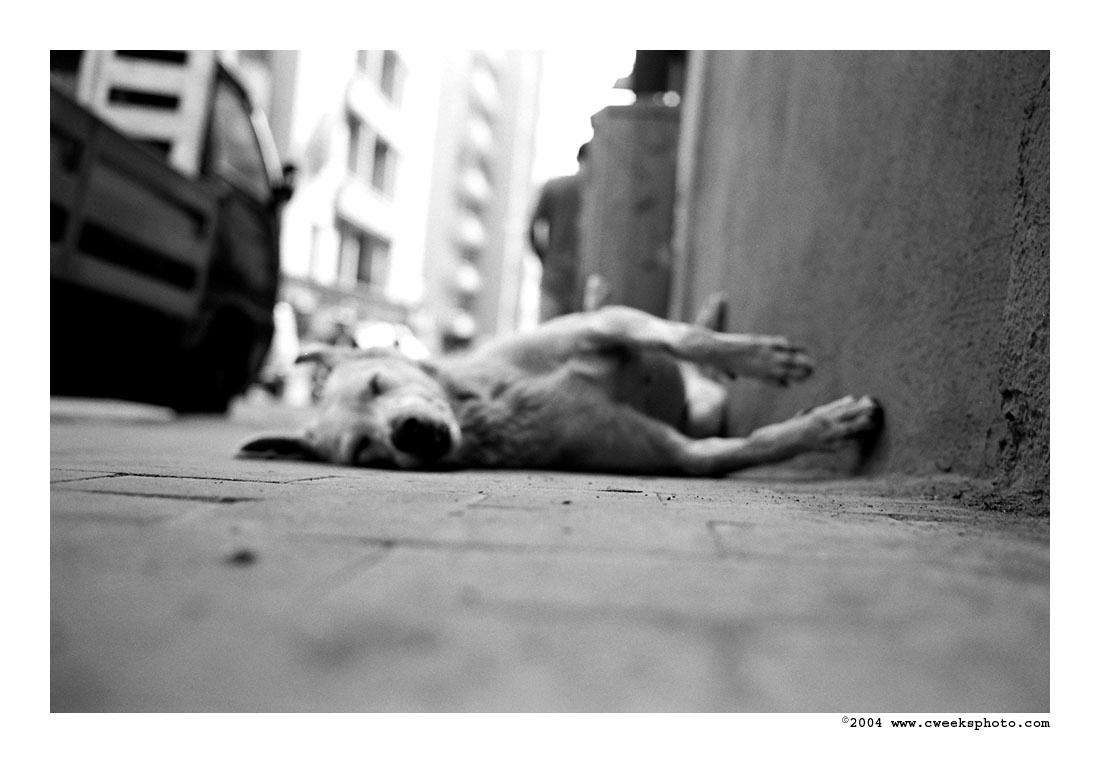 homeless dog by cweeks