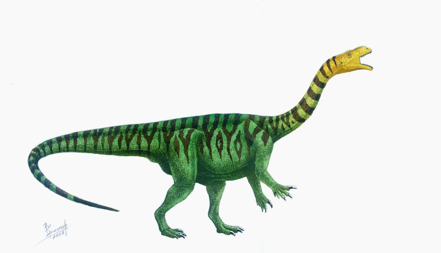 Plateosaurus engelhardti by T-PEKC