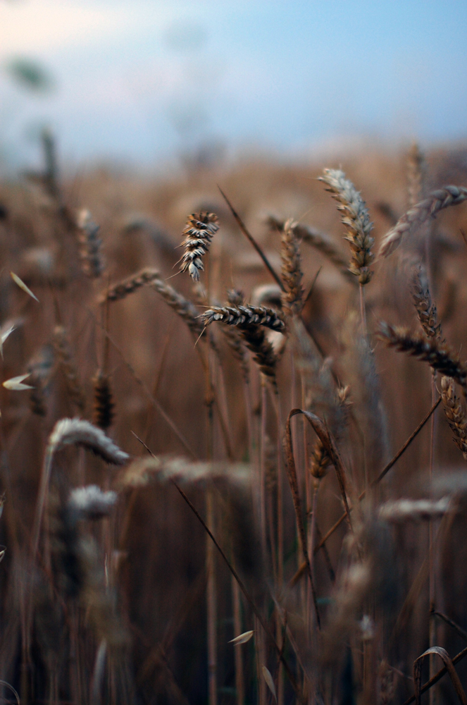 Wheat_by_runemetsa.jpg