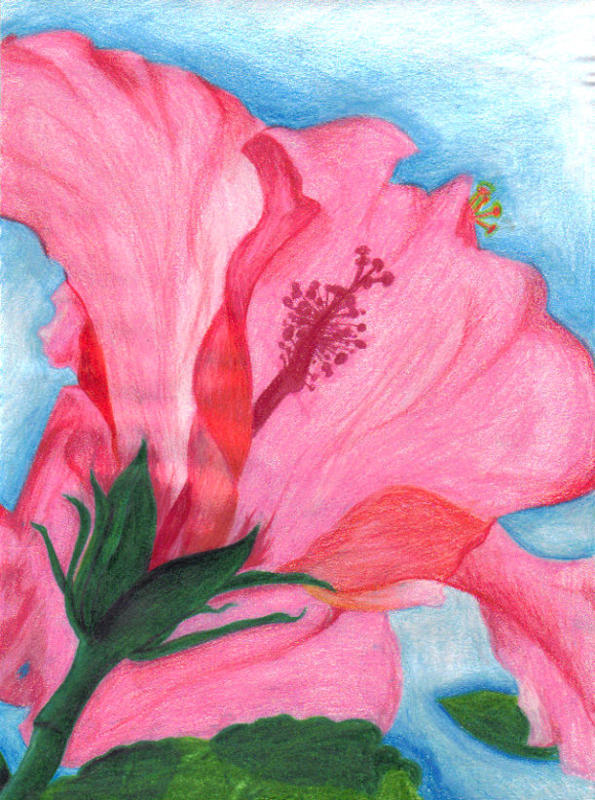 Hibiscus Drawing by