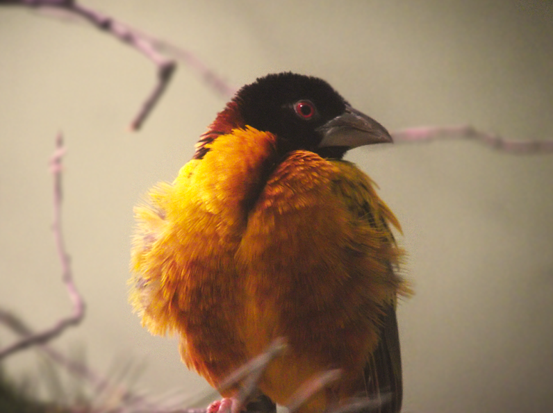 tropical_bird_berliner_zoo_by_kawaii_chouji-d3awzv4.png