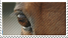 horse_eye_stamp_by_shandyhorse-d3b0fw3.p
