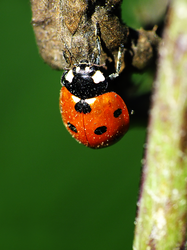 sandy_ladybug_by_elvira1990-d4bchpf.png