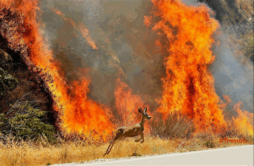 deer_running_from_a_forest_fire_by_apolonis-d4krqcu.gif