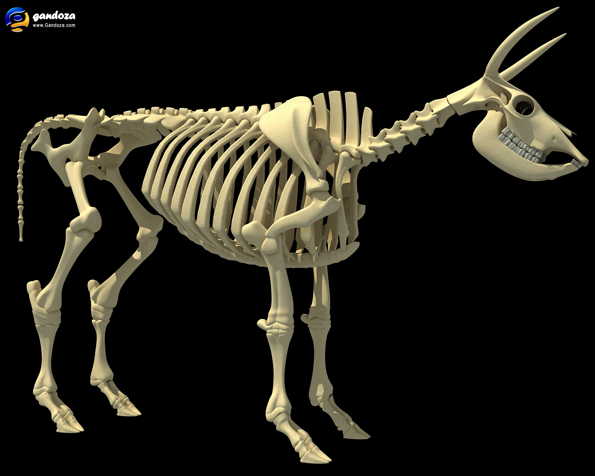 Cow Skeleton by Gandoza on deviantART