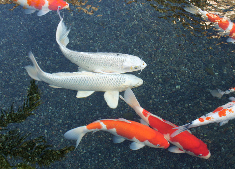 White Koi Fish by