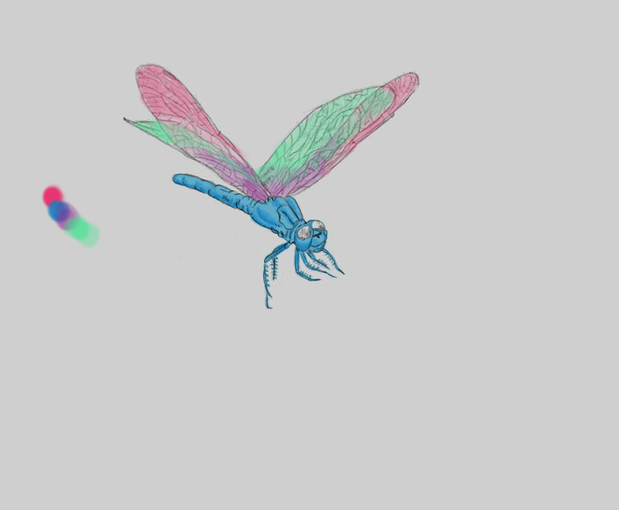 Dragonfly sketch one - dragonfly tattoo