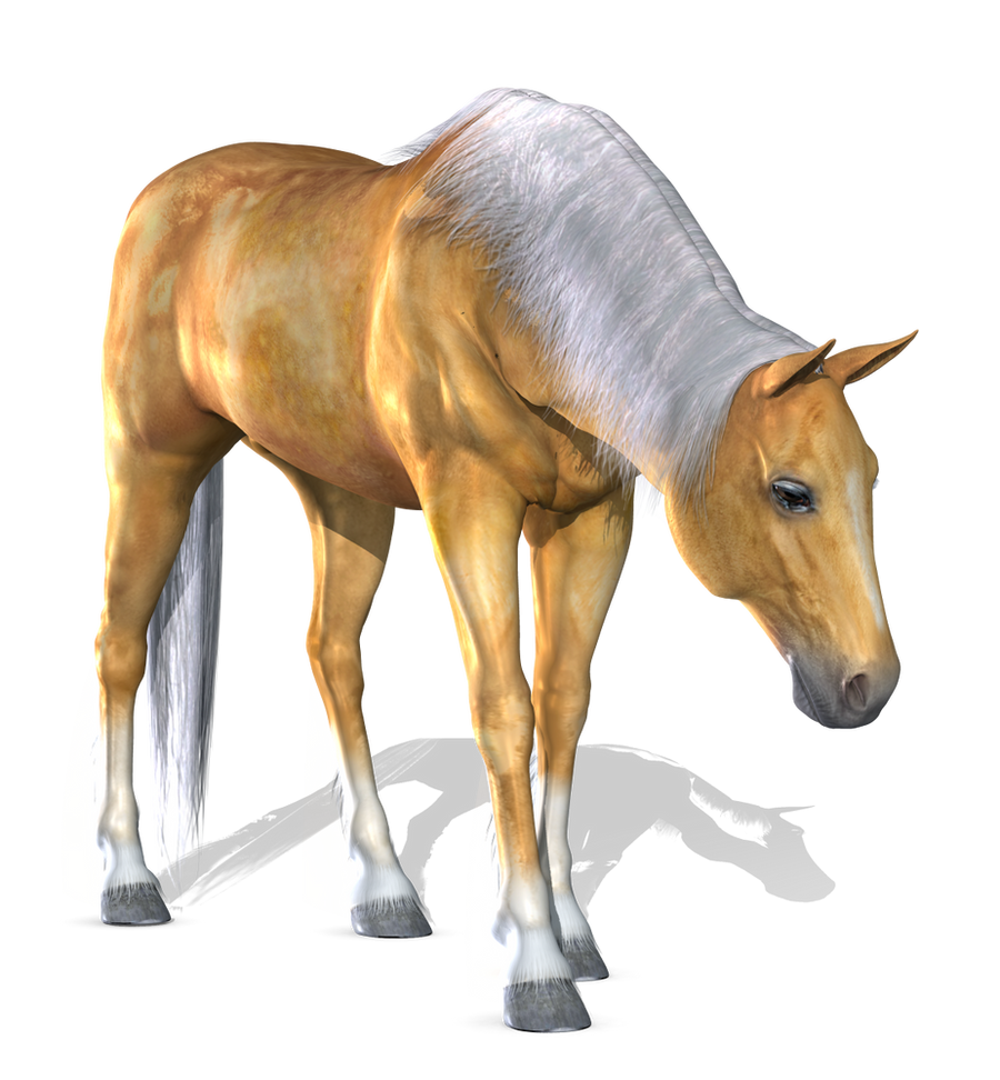 Horse 1 PNG by Variety Stock