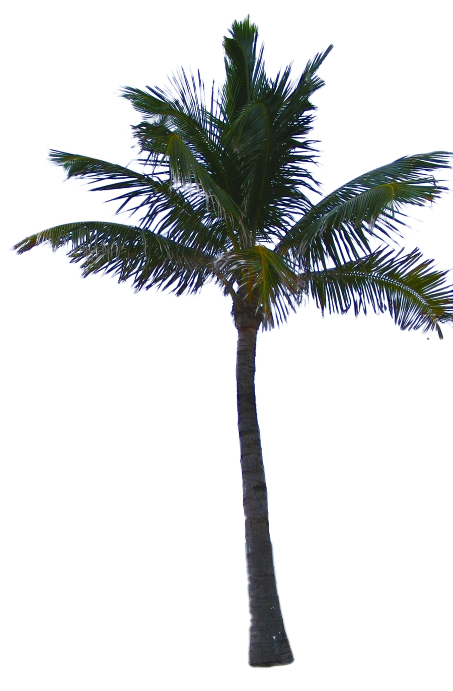 Palm Tree Leaves Png Palm tree tube stock png by