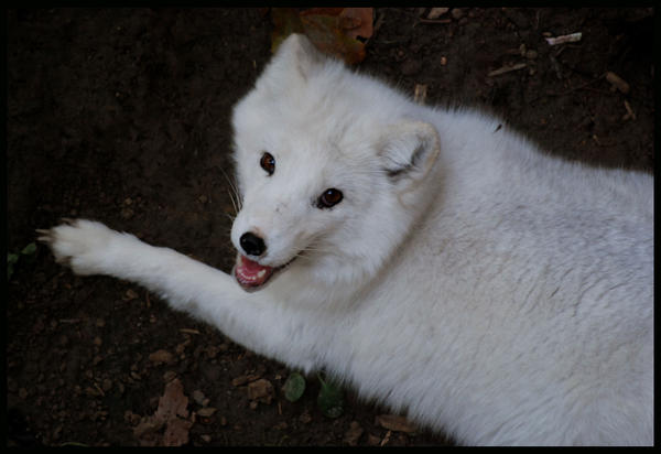 arctic_fox__keep_smiling_foxie_by_morho-d320kn2.jpg
