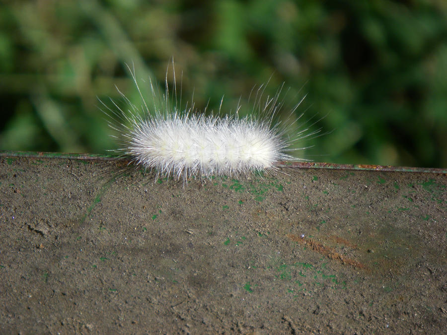 White Hairy Caterpillar 3
