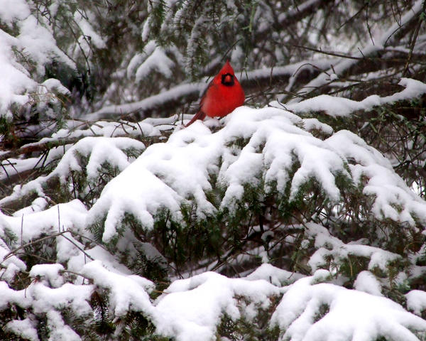 Snow Bird Red Cardinal wallpaper 