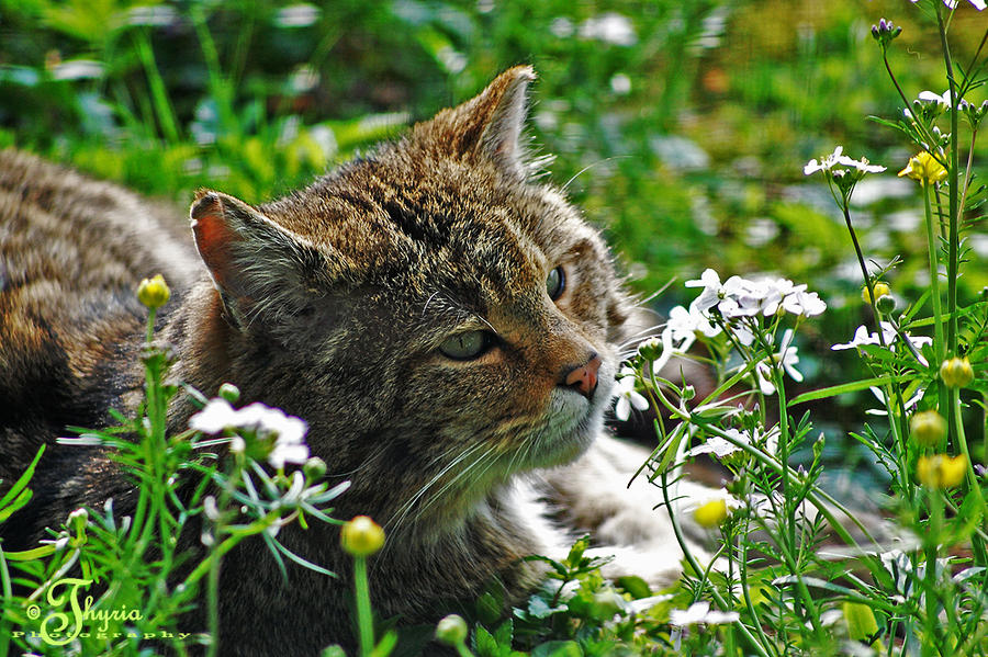 Cat In Sunshine. Wild Sunshine Cat by