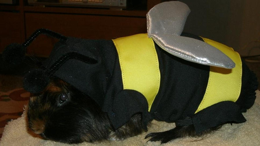 [Image: scuzzy_the_guinea_bee_by_madforhatters-d3hac7b.jpg]