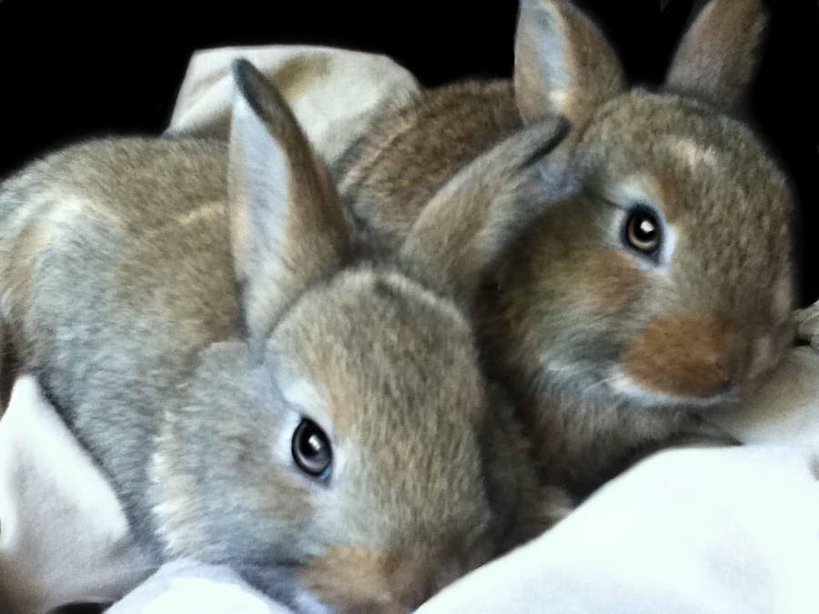 bunnies_by_bunniesrawesome-d3lal6u.jpg