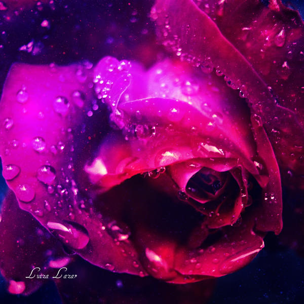 fantasy_rose_by_dyingstate-d4b61at.jpg