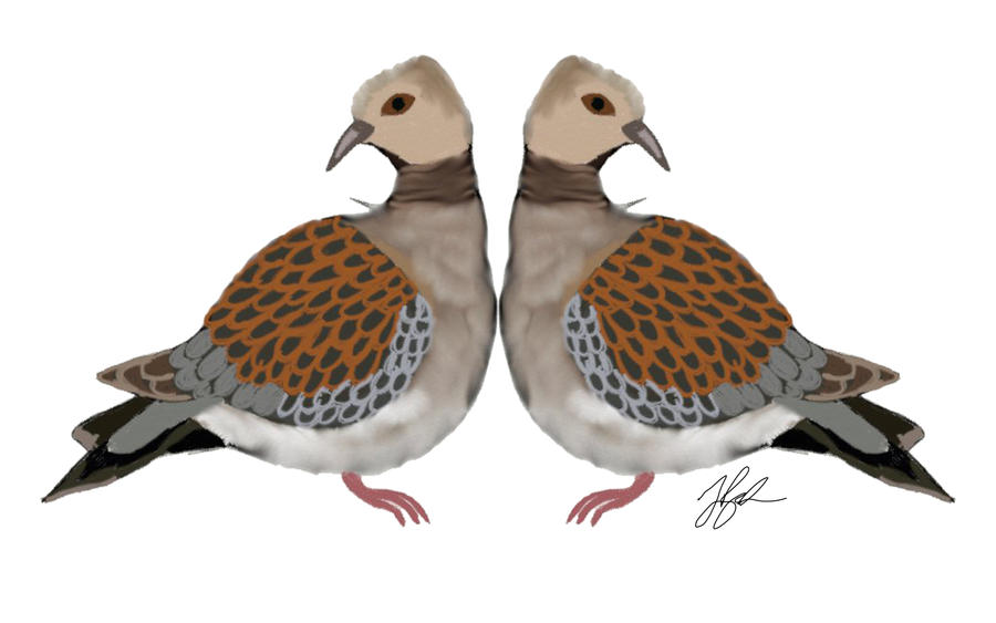 free clipart two turtle doves - photo #34