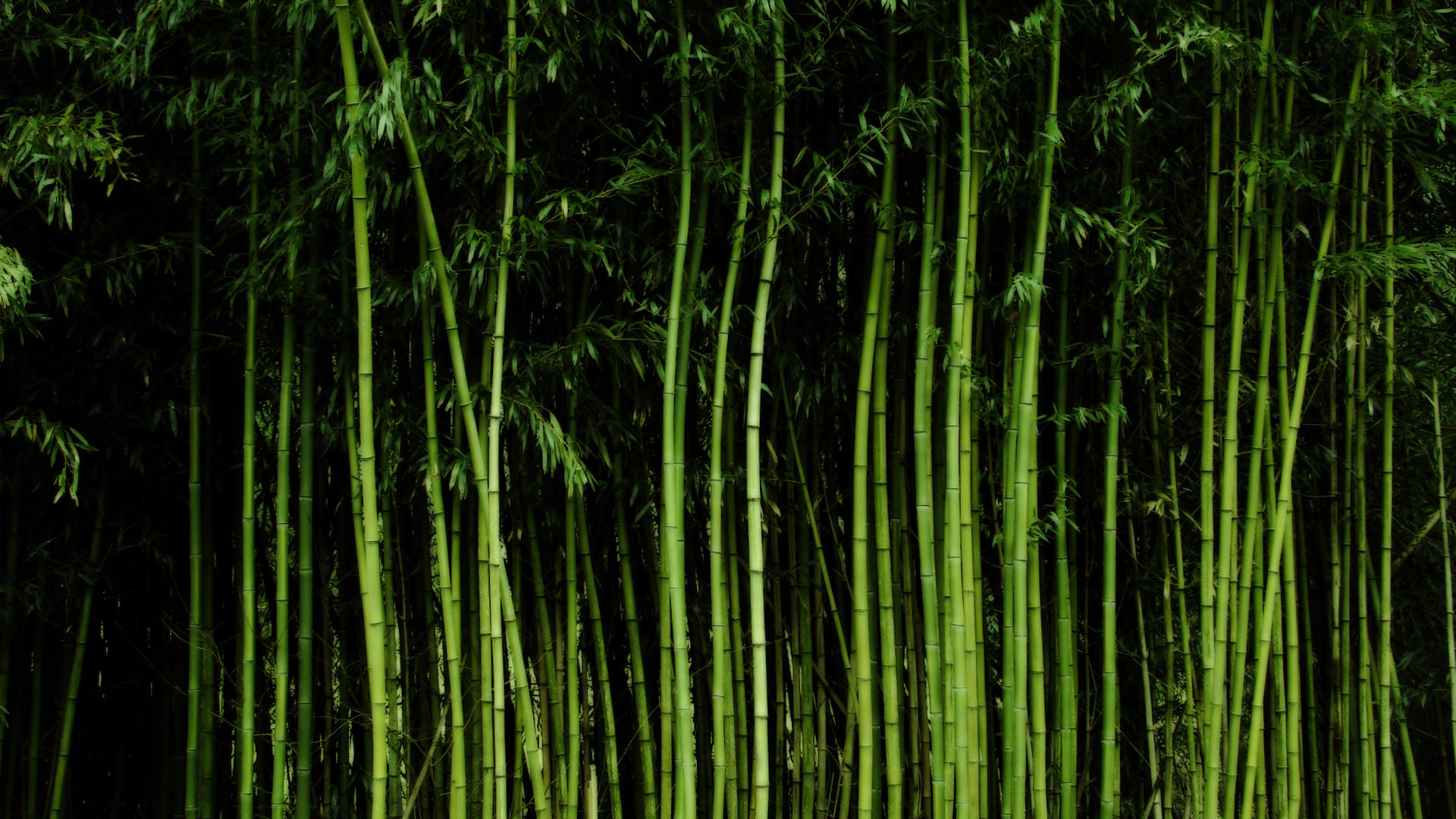 bamboo wallpaper on Bamboo Wallpaper By  Xxestrelasxx On Deviantart