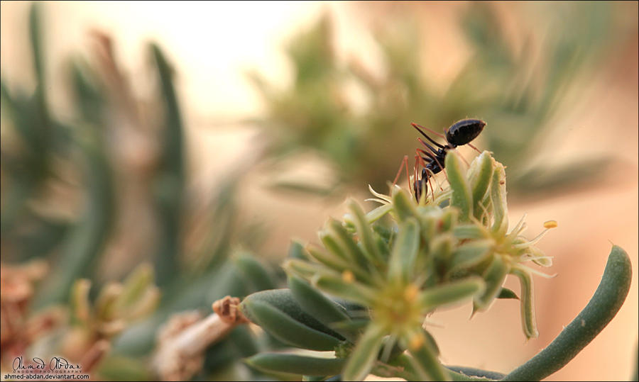 نملة تصوير مايكرو  