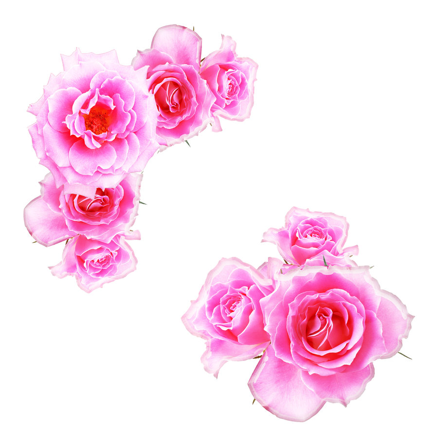 clip art pink roses borders - photo #37