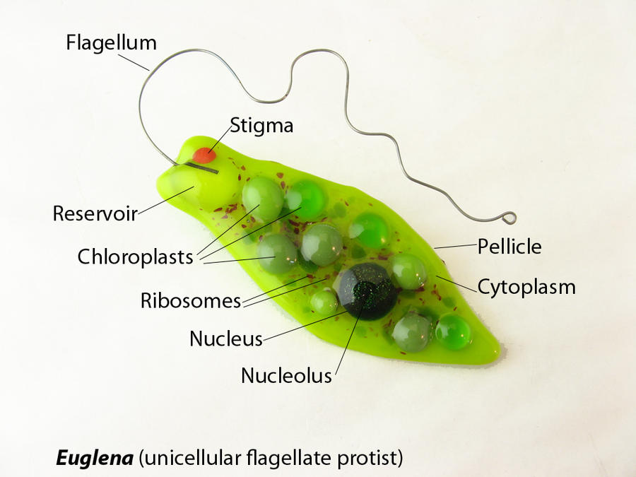 Image result for euglena