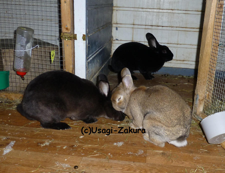 all_of_the_bunnies__by_usagi_zakura-d5m3duy.jpg