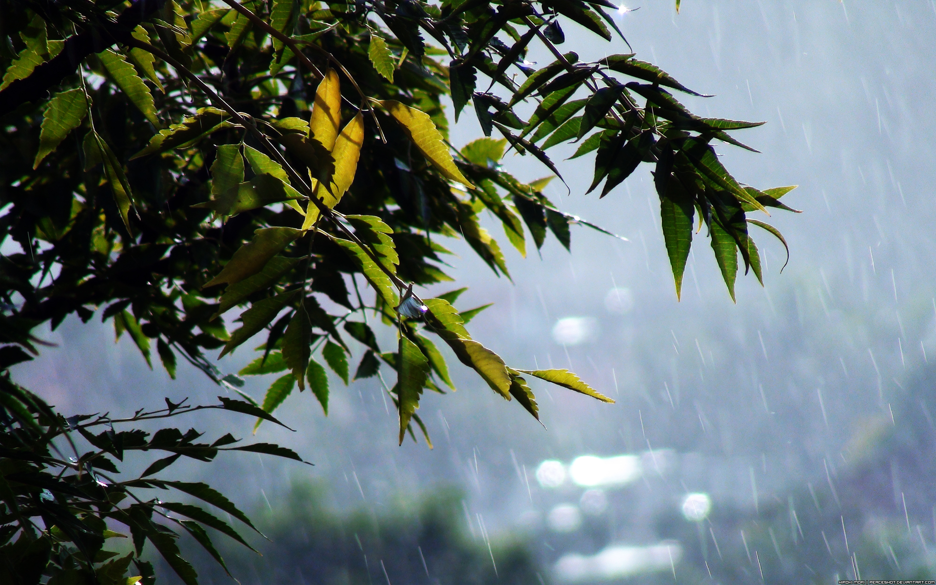 Sunlit_Rain_by_PeaceShot.jpg