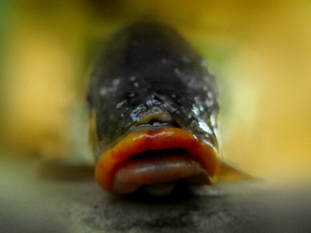 fish_lips_by_absurdityinflict.jpg