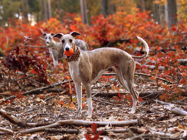 our_whippets___autumn_2010_by_dobesmom-d31vfrk.jpg