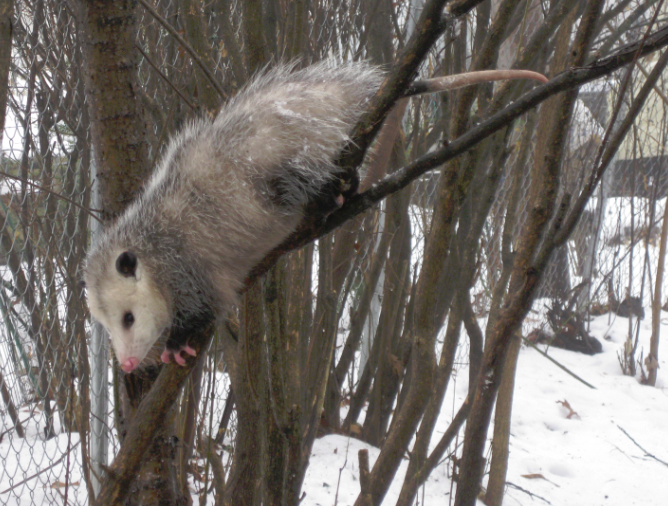 http://fc08.deviantart.net/fs71/f/2011/021/4/d/opossum_in_tree_by_anniehoppe-d37q334.png