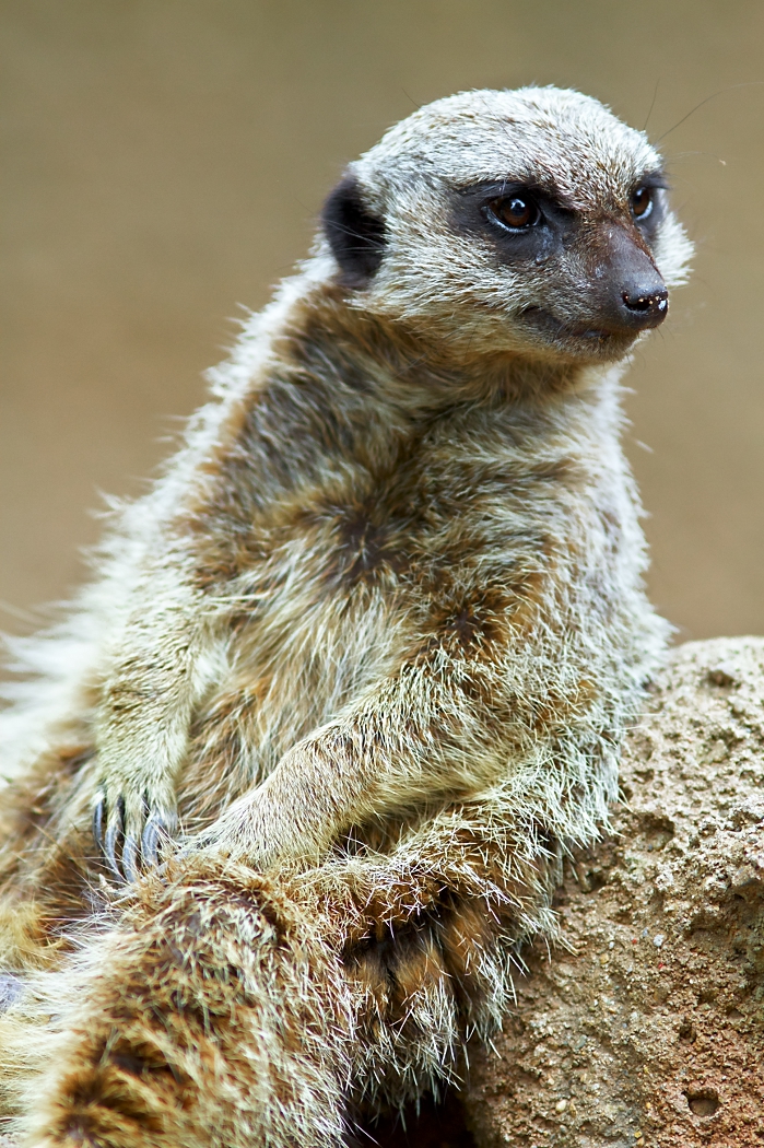 timon_chilling_smaller_resolution_by_tmbroe01-d4ywrqr.jpg