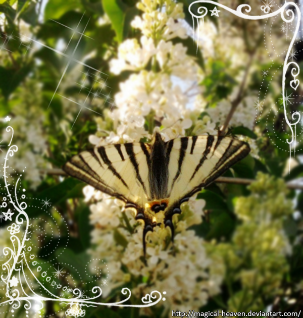 http://fc08.deviantart.net/fs71/f/2012/131/d/3/beautiful_butterfly_by_magical_heaven-d4zcolg.png